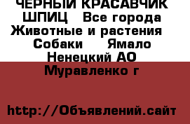 ЧЕРНЫЙ КРАСАВЧИК ШПИЦ - Все города Животные и растения » Собаки   . Ямало-Ненецкий АО,Муравленко г.